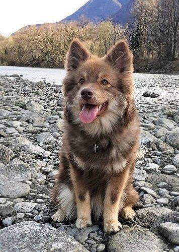 Tikaani ist ein Finnischer Lapphund und ist ein Mitglied des Lapinkoira-Rudels von Istas Tala.