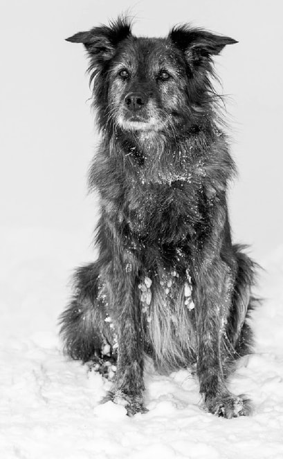 Das Bild zeigt die Finnische Lapphund-Dame Faila mit den vier Welpen Aauni, Aatami, Balyo und Yiska.