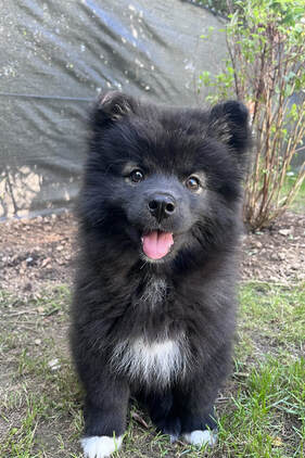 Niva ist eine finnische Lapphund-Dame im Rudel von Istas Tala.