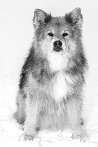 Das Bild zeigt die Finnische Lapphund-Dame Faila mit den vier Welpen Aauni, Aatami, Balyo und Yiska.