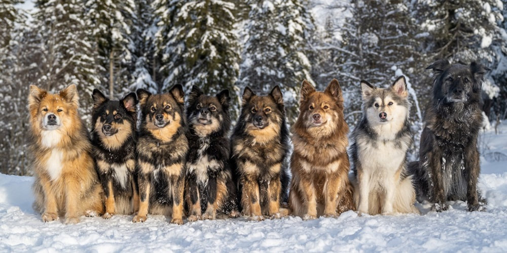 Das sind die Finnischen Lapphunde unserer Zuchtstätte Istas Tala in der Schweiz.