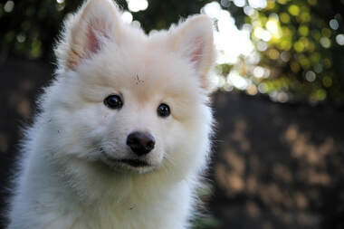 Suomi-JÄRVI of Istas Tala ist ein Finnischer Lapphund aus der Zuchtstätte von Istas Tala in der Schweiz.