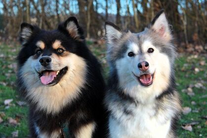 Keijo und Inaavi, das Finnische Lapphund-Paar