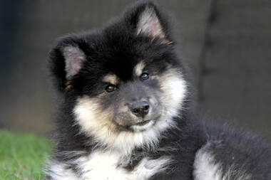 Suomi-SAM of Istas Tala ist ein finnischer Lapphund aus der Zucht von Istas Tala.