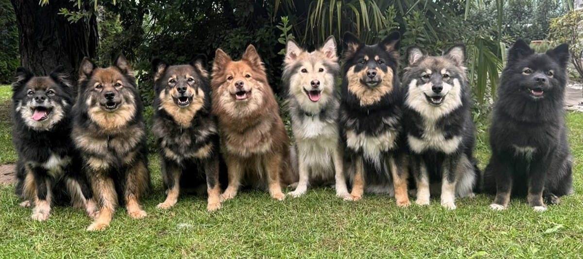 Das sind Lapinkoira, auch Suomenlapinkoira oder Finnische Lapphunde genannt unserer Zuchtstätte Istas Tala. Das Bild wurde in der Zentralschweiz aufgenommen.