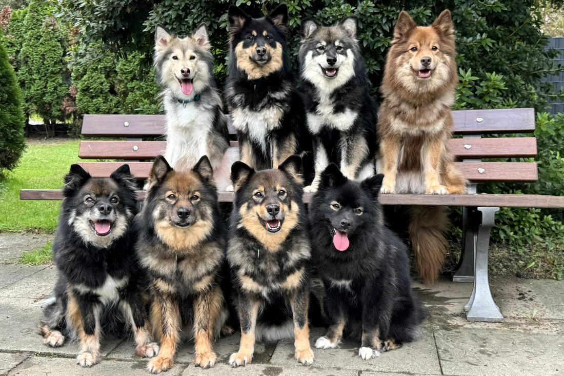 Auf dem Bild sind die Hunde der Finnischen Lapphund-Zuchtsätte Istas Tala zu sehen. Von links nach rechts: Koa, Inaavi, Tikaani, Keona, Aauni, Faila, Vija und Naja, die Eurasier x Flatcoated Retriever Dame. Das Bild entstand in den Schweizer Voralpen im Sommer 2021.